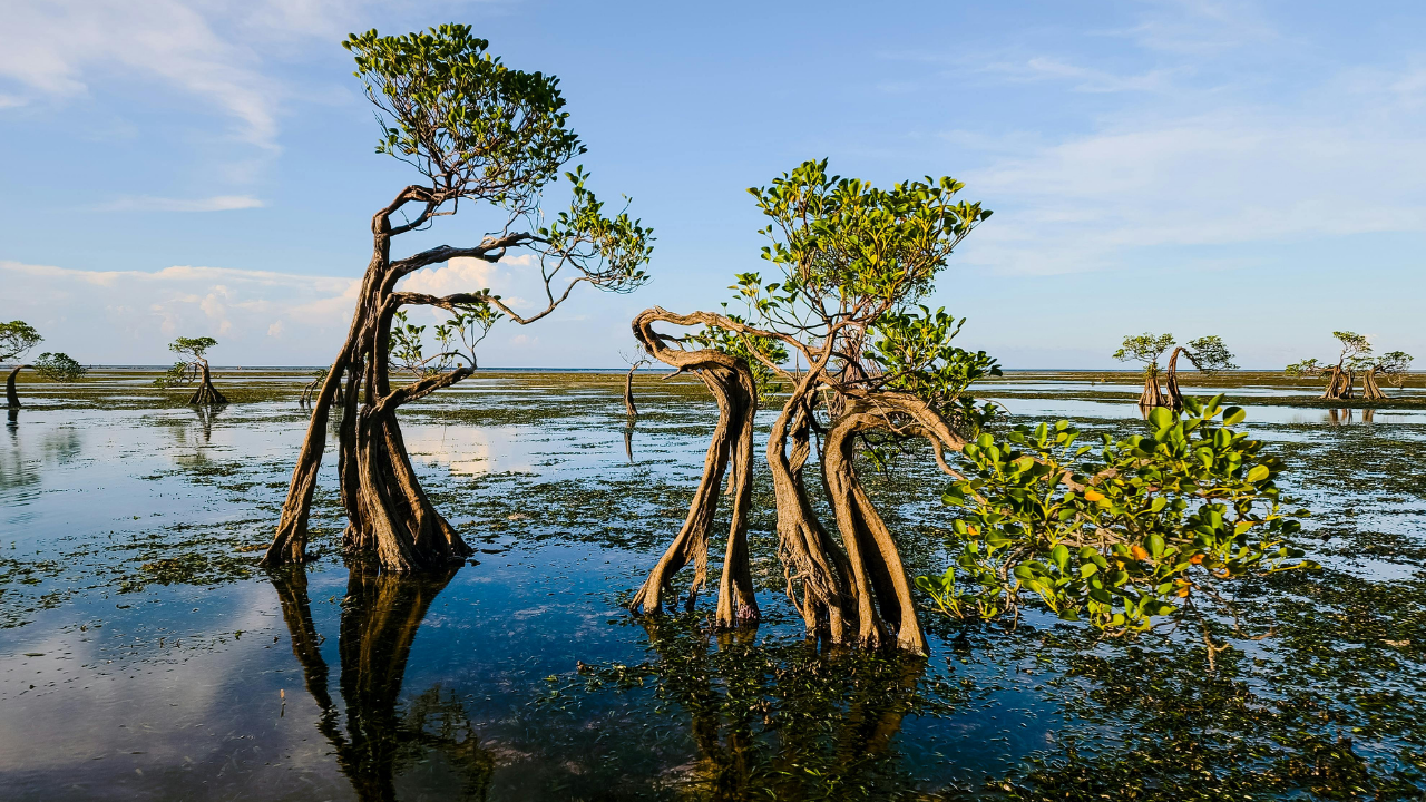 Pelatihan Pemetaan Mangrove dan Estimasi Cadangan Blue Carbon Menggunakan Google Earth Engine